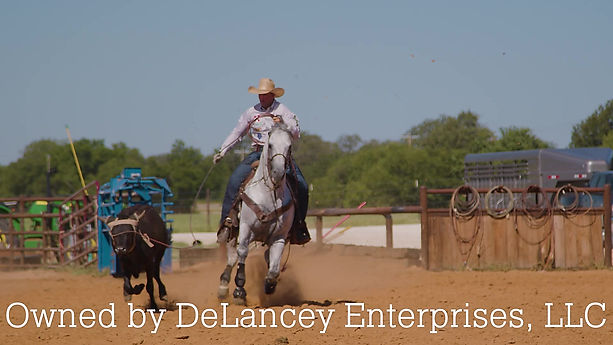 Fiestas Dynasty Stallion Video